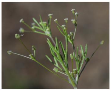 Wild celery