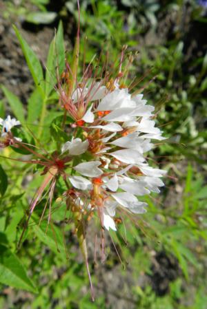 Clammyweed