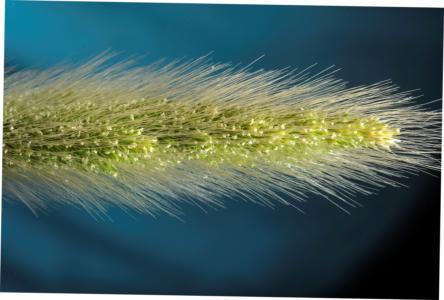 Rabbitfoot grass