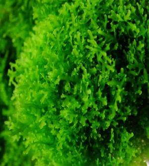 Coral moss