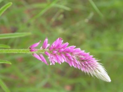Hermbstaedt's plant