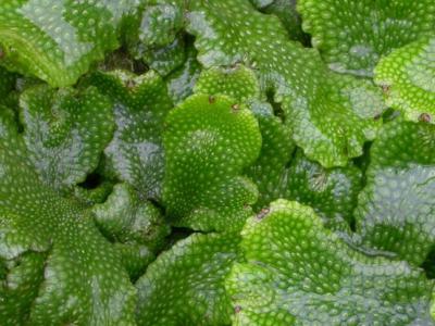 Snakewort