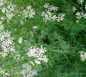 Cumin