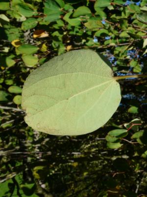 Katsura tree
