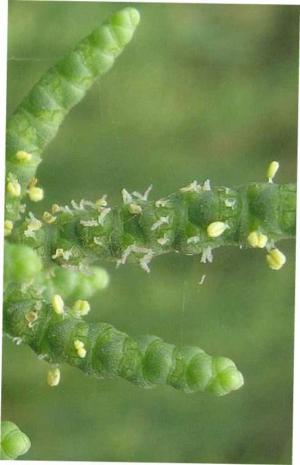 Samphire