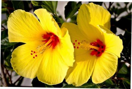 Hibiscus