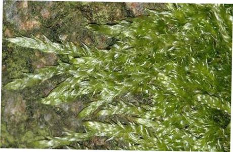 Flame moss