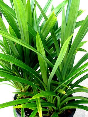 How to care for Pandan - Complete Plant Care Guide | PlantSnap - Plantsnap  - Identify Plants, Trees, Mushrooms With An App