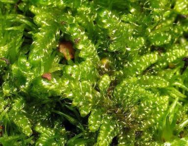 Subdentate ectropothecium moss