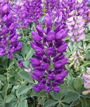 Arroyo lupine