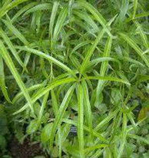 Mock orange