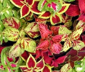 Coleus
