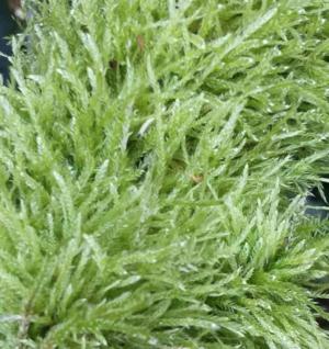 Fern-leaf moss