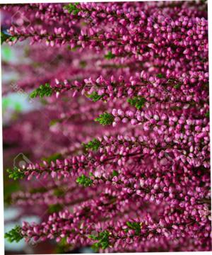 How to care for Heather - Complete Plant Care Guide | PlantSnap - Plantsnap  - Identify Plants, Trees, Mushrooms With An App