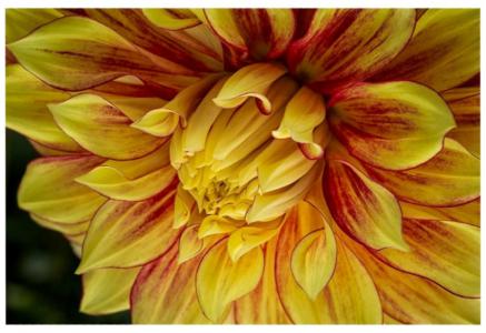 Dahlia