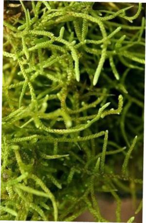 Trinidad ectropothecium moss
