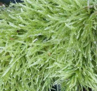 Calodictyon moss