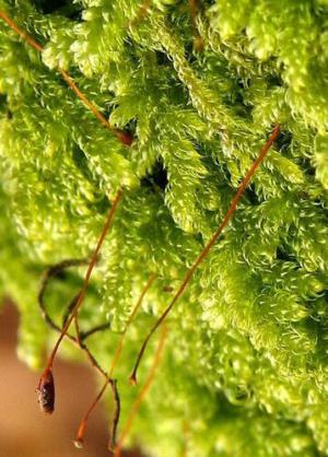 Slim-set ectropothecium