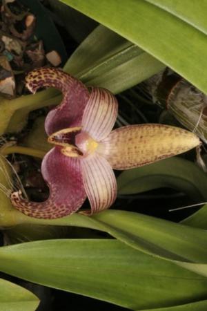 Lembophyllum moss