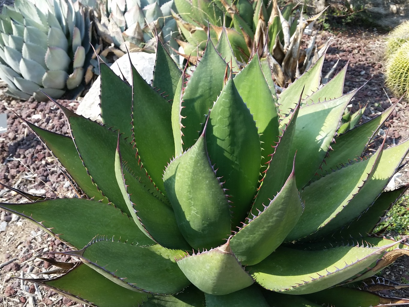 Shaw's agave