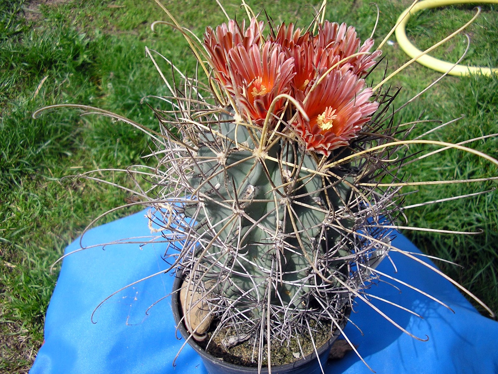 Golf ball cactus