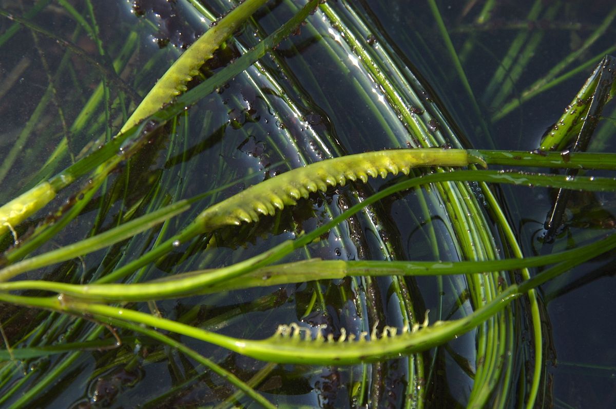 Surfgrass
