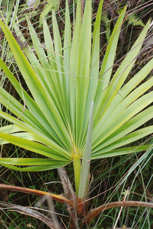 Flynns pritchardia