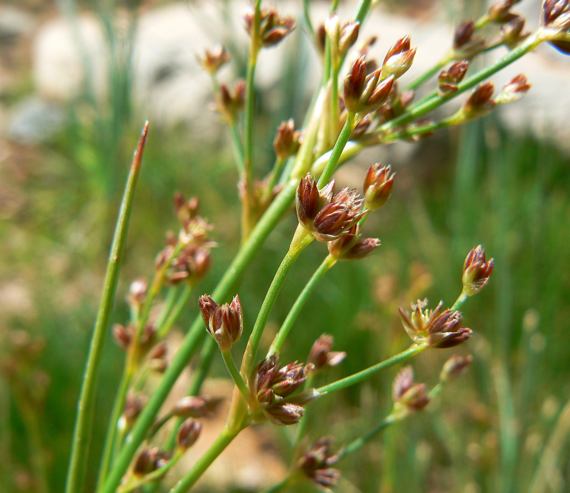 Stiff rush (Juncus rigidus) - Image 1 of 10