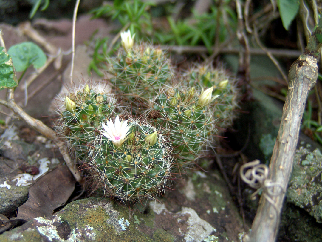 Mathilda's pincushion