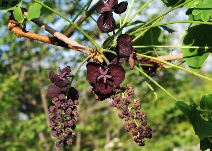 Three-leaf akebia (Akebia trifoliata trifoliata) - Image 1 of 10