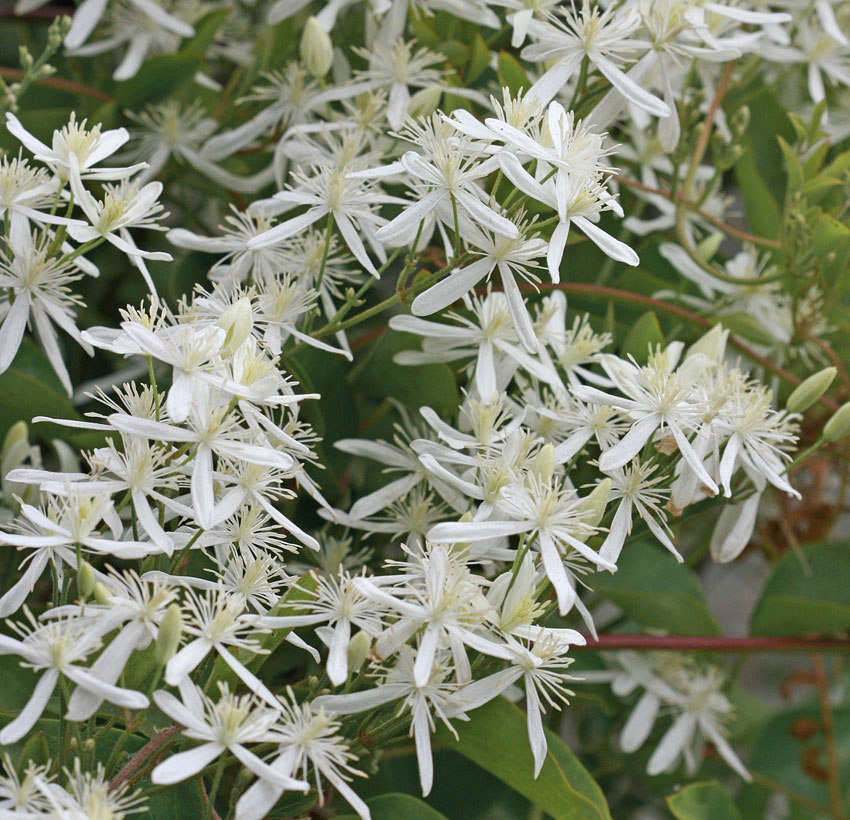 How to care for Western white clematis - Complete Plant Care Guide |  PlantSnap - Plantsnap - Identify Plants, Trees, Mushrooms With An App