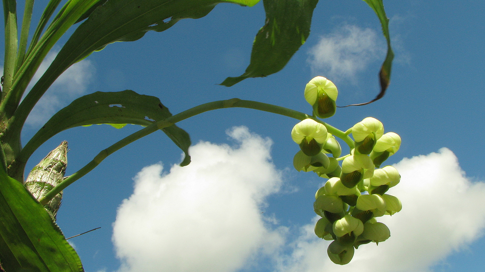 Yellow catasetum (Catasetum luridum) - Image 1 of 10