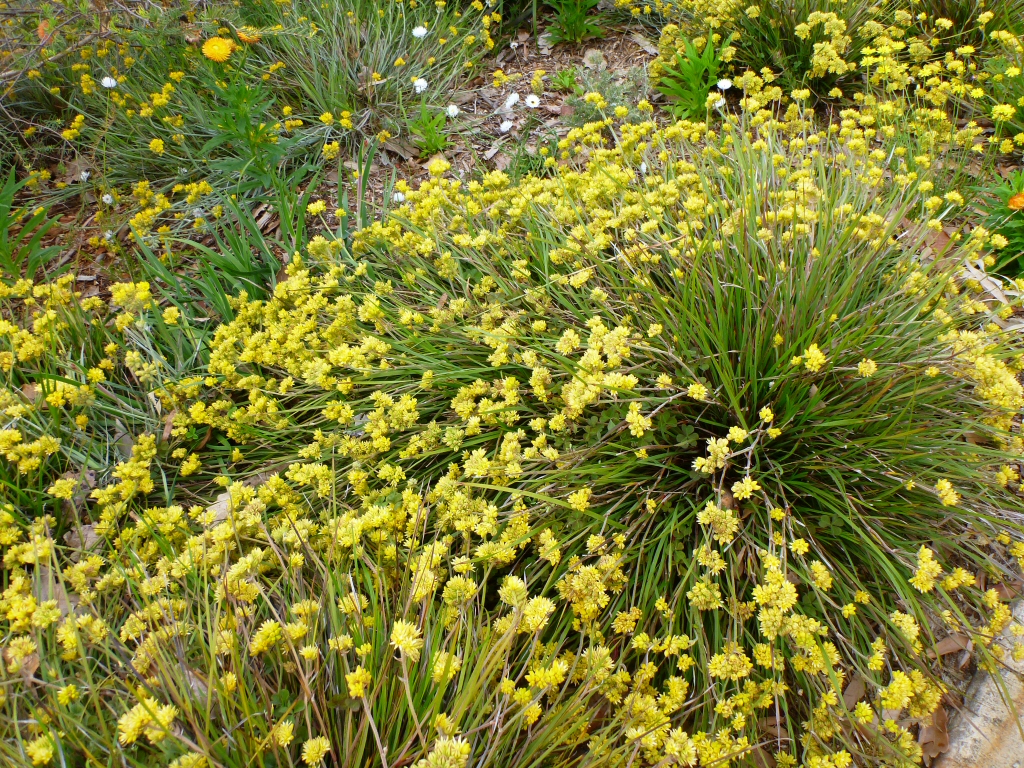 Prickly conostylis