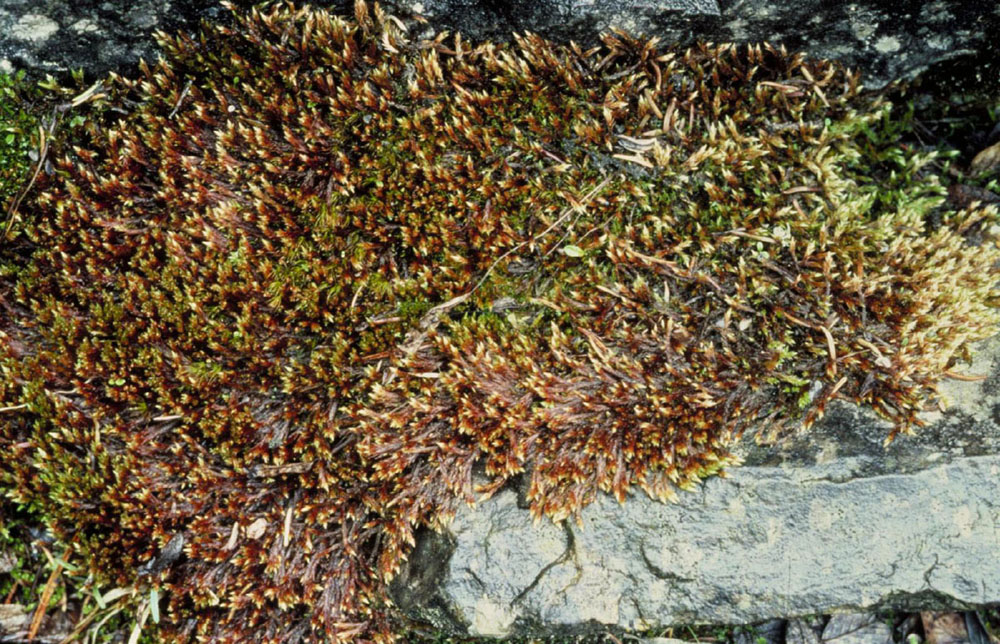 Golden orthothecium moss