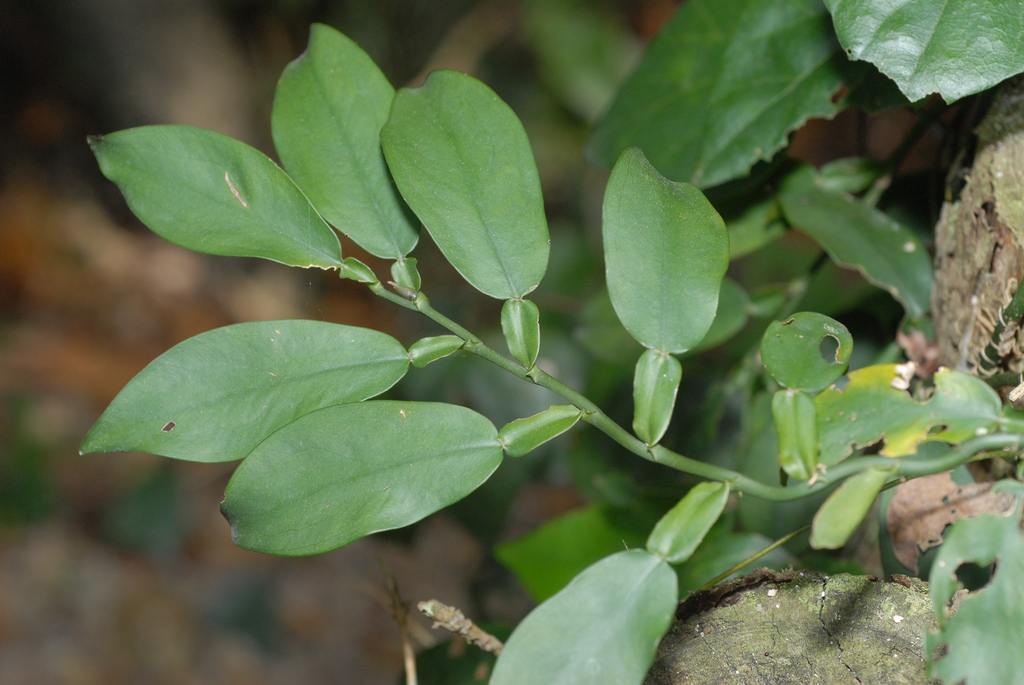 Golden pothos