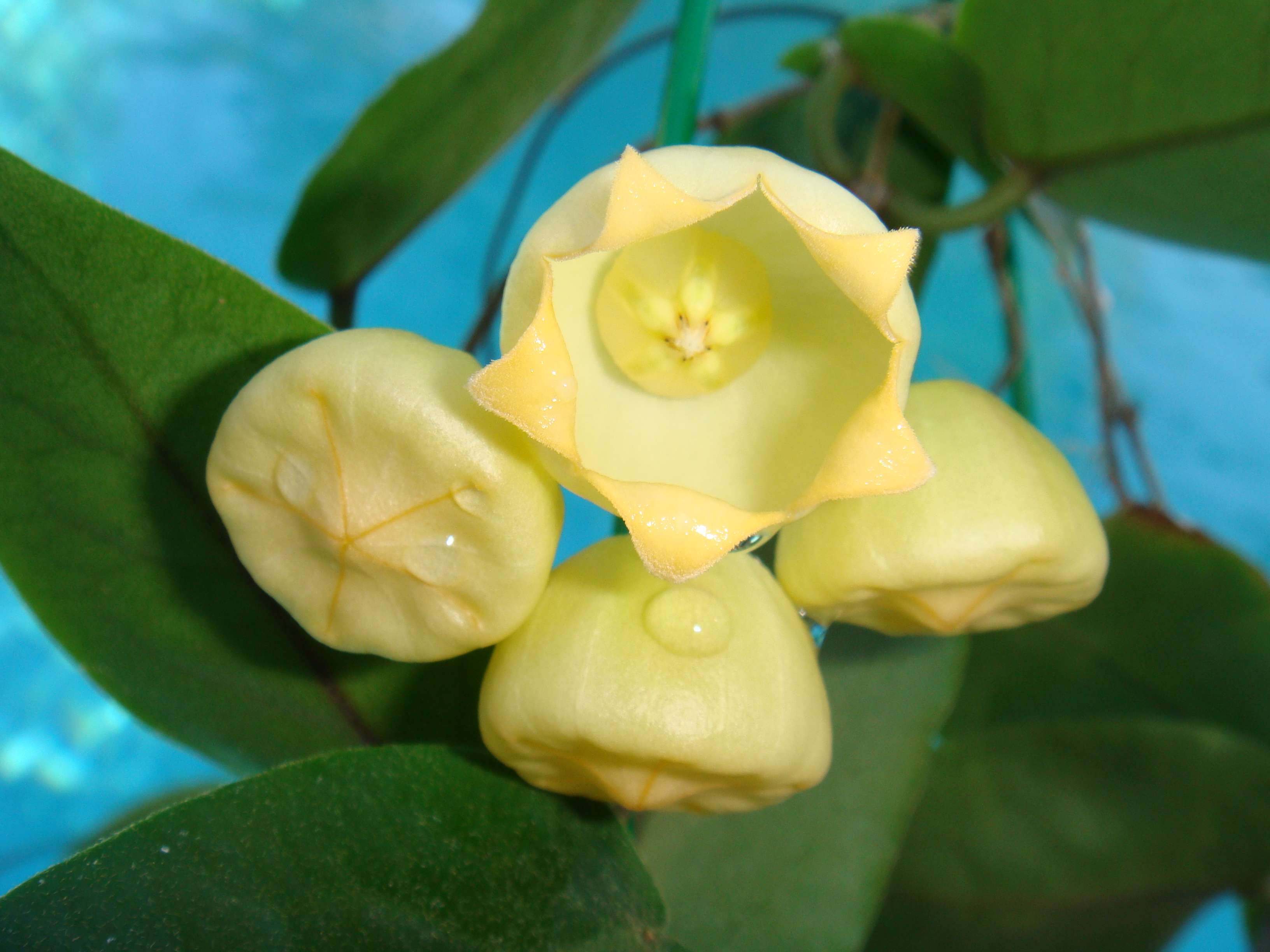 How to care for Wax plant - Complete Plant Care Guide | PlantSnap