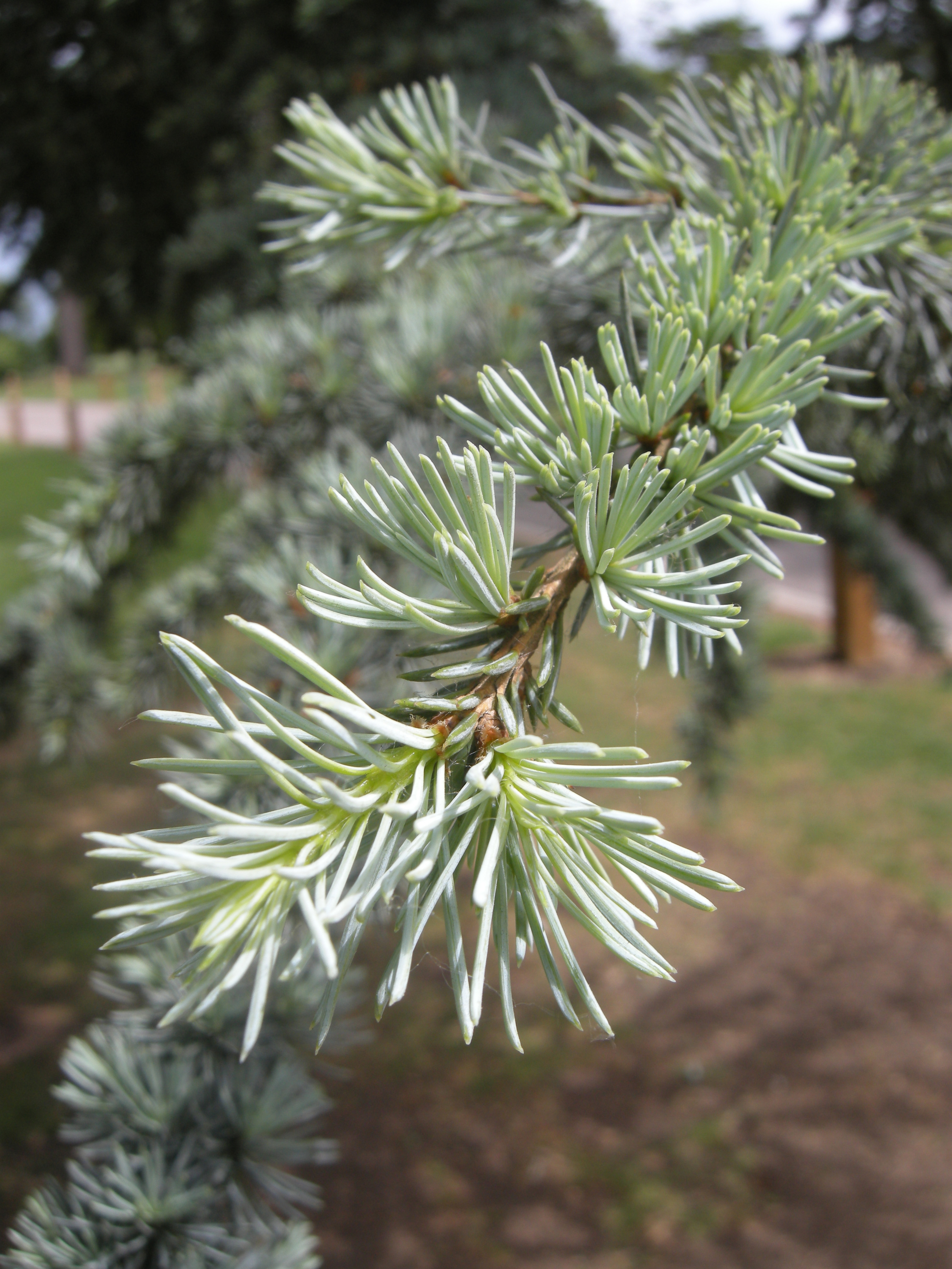 Cedar of lebanon - Plantsnap - Identify Plants, Trees
