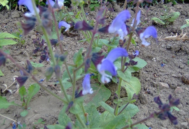 Algerian sage