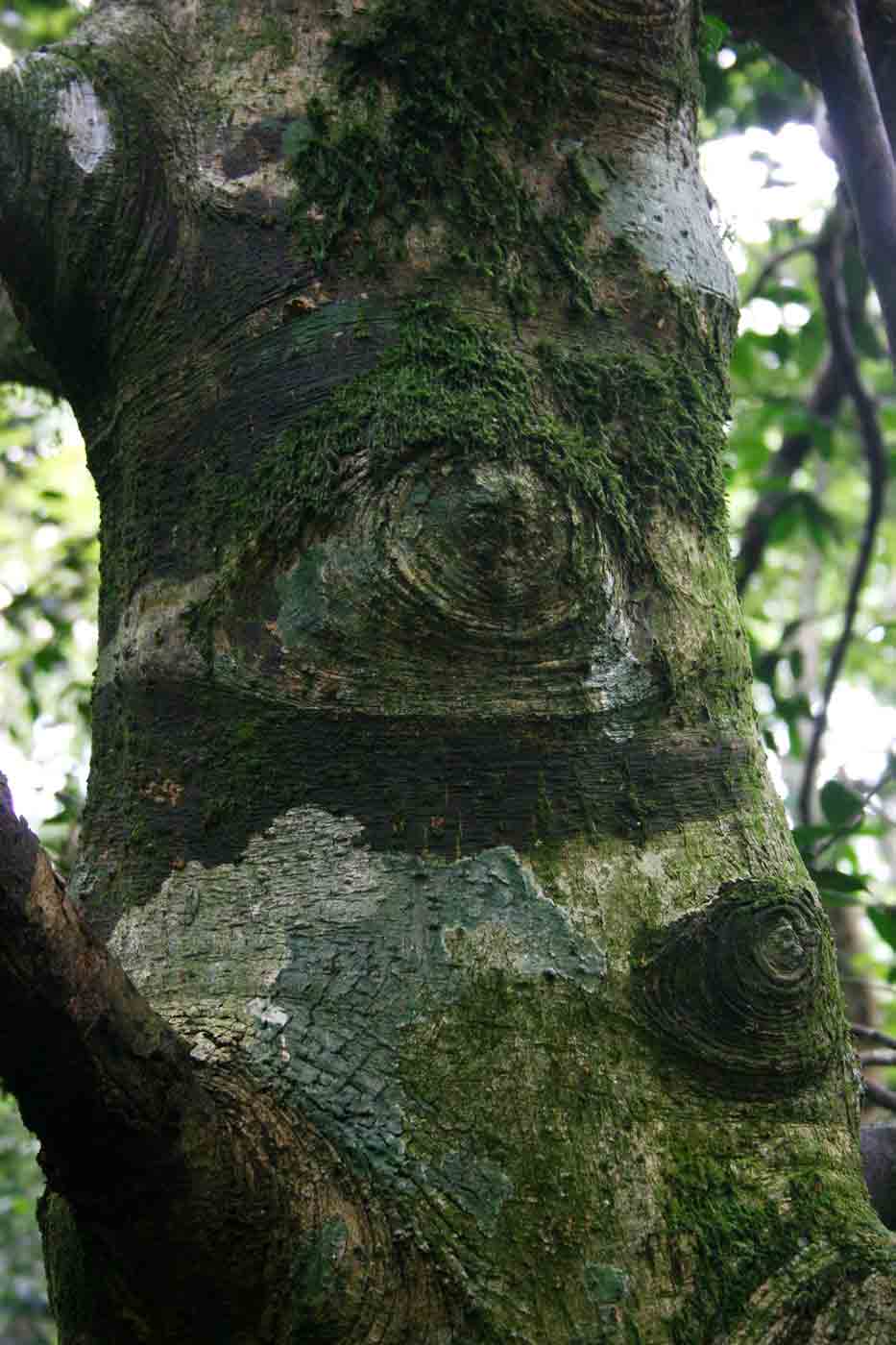 African cherapu