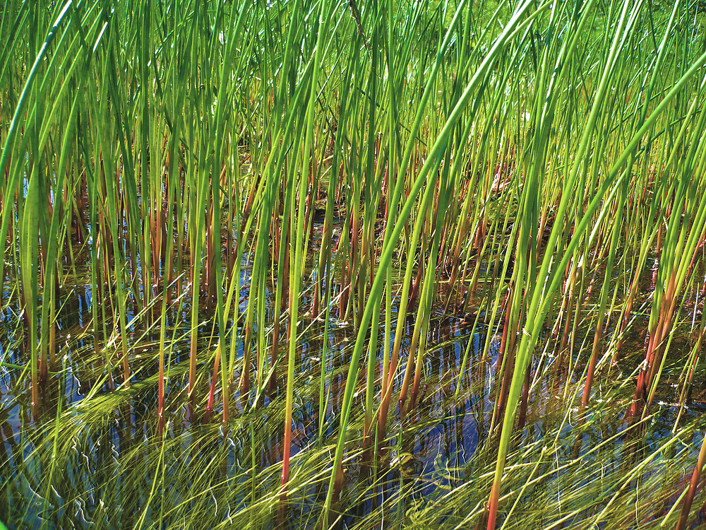 How to care for Bayonet rush - Complete Plant Care Guide | PlantSnap ...