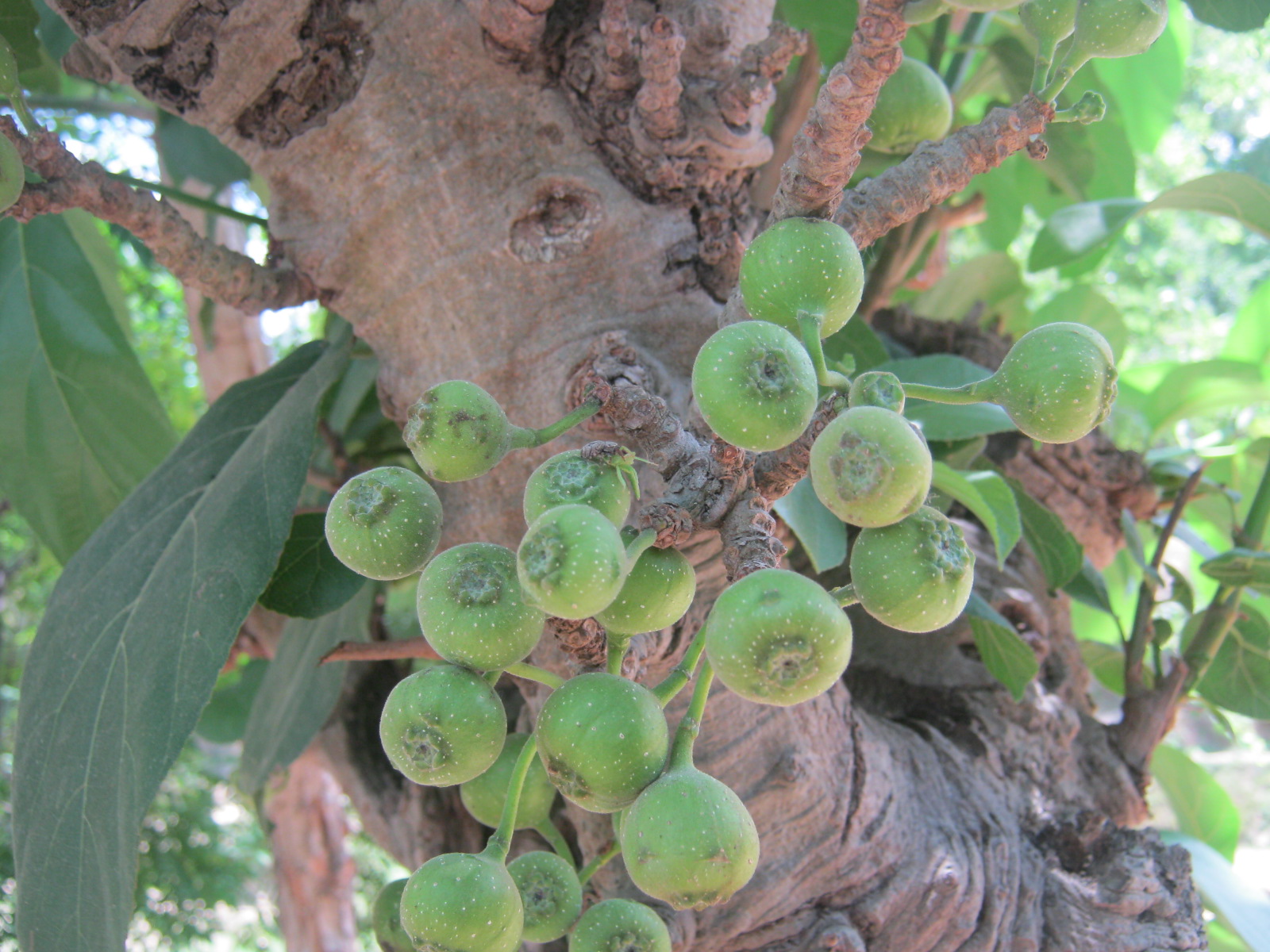 Hairy fig (Ficus hispida) - Image 1 of 10