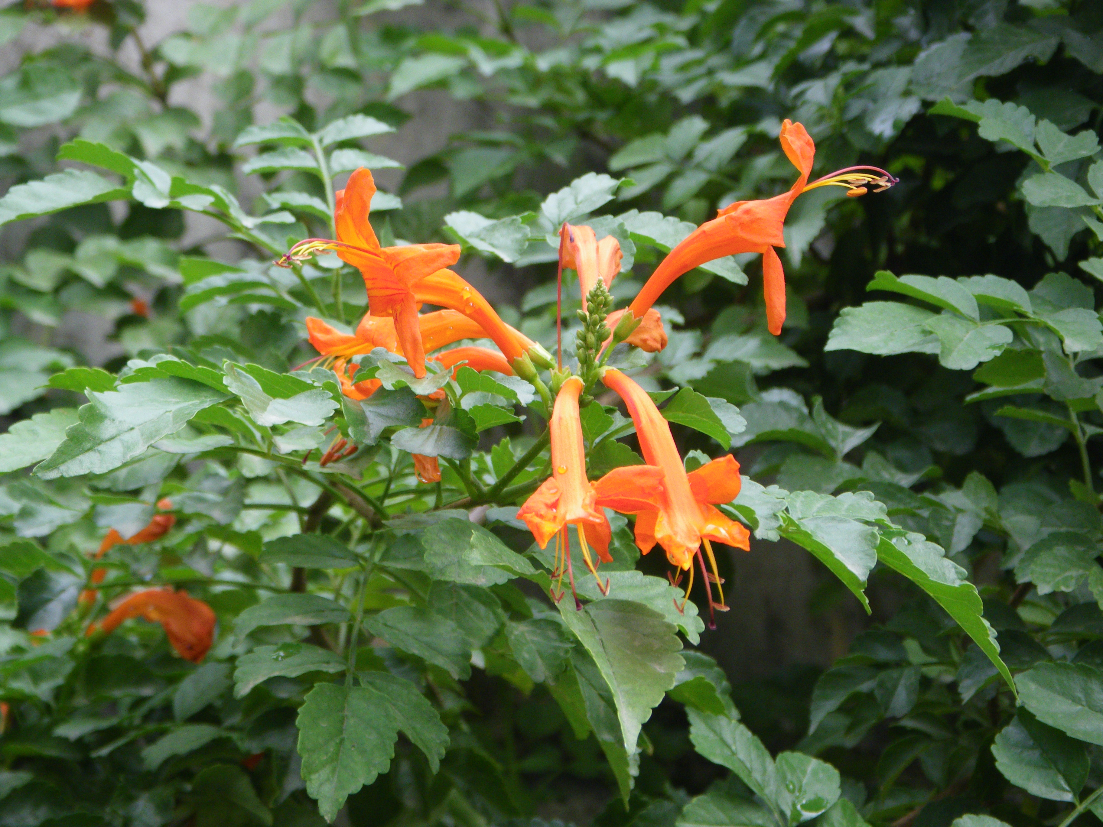 Cape honeysuckle