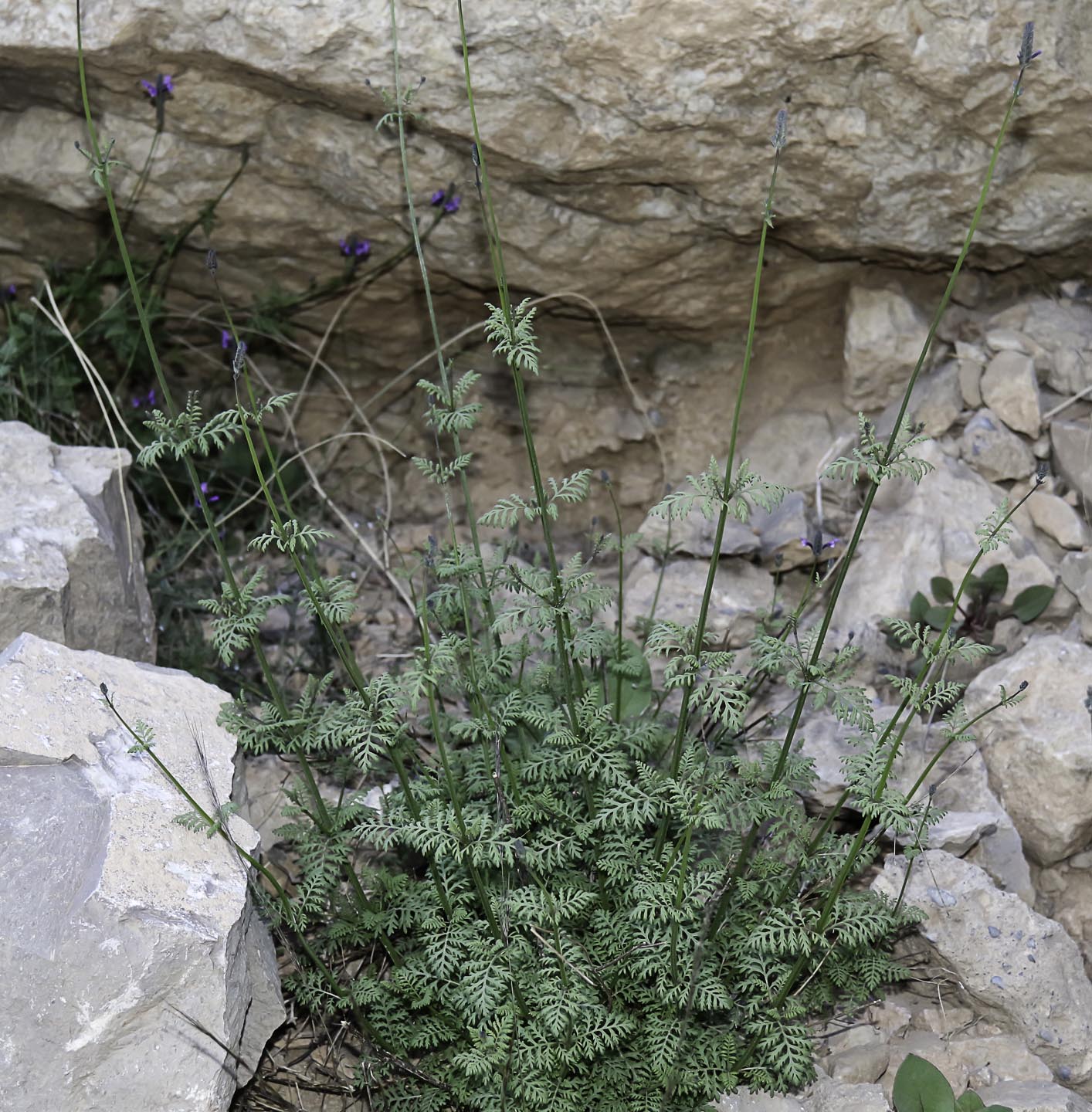 How to care for Moroccan lavender - Complete Plant Care Guide | PlantSnap -  Plantsnap - Identify Plants, Trees, Mushrooms With An App