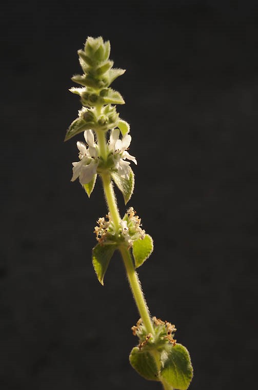 Longspike woundwort