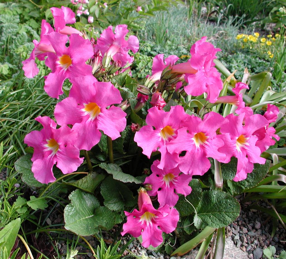 Hardy gloxinia
