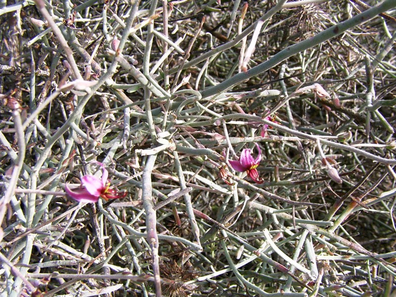 Wand holdback