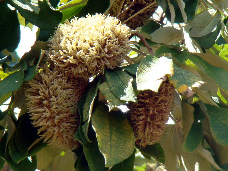 Pau d'alho