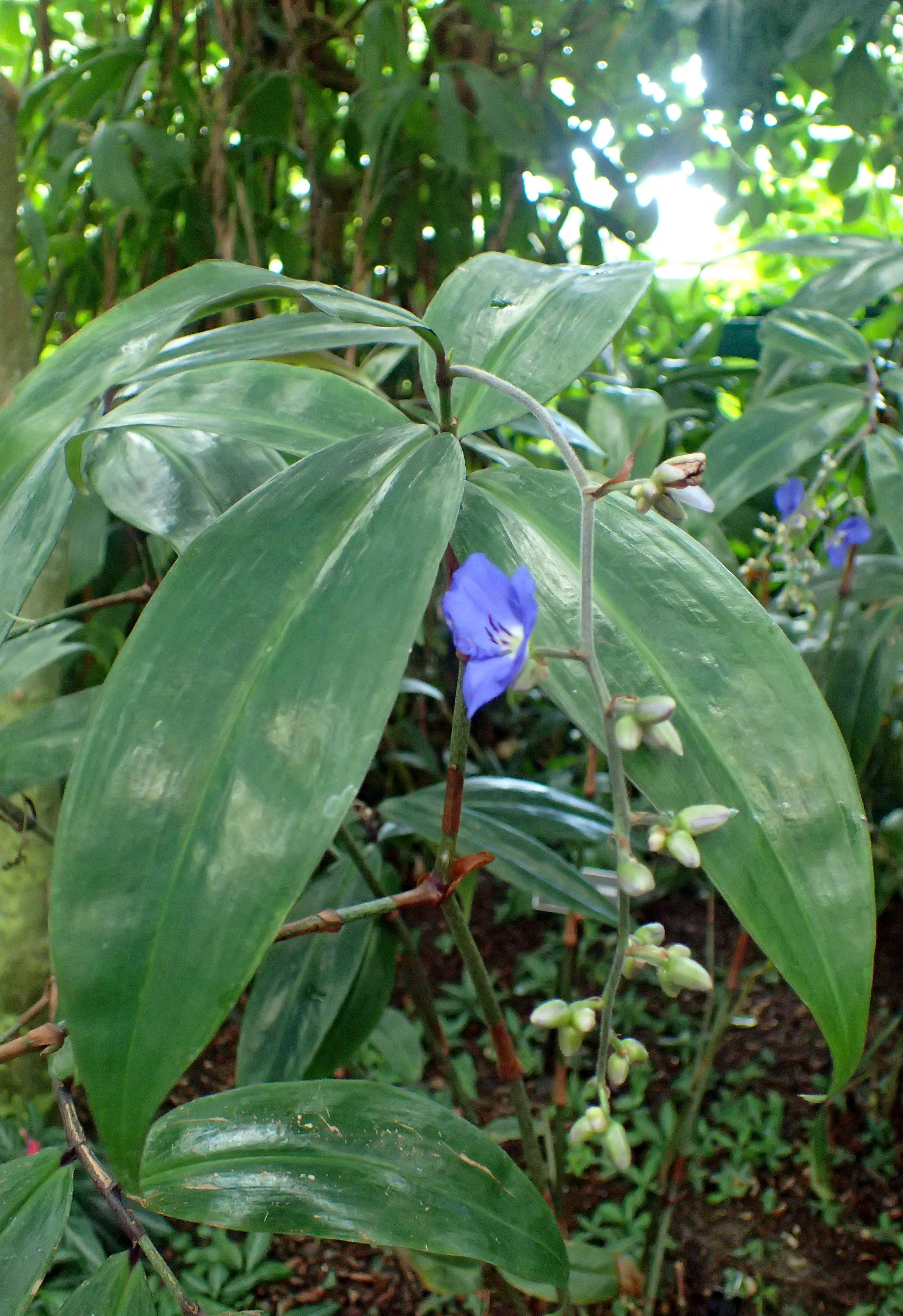 Blue ginger