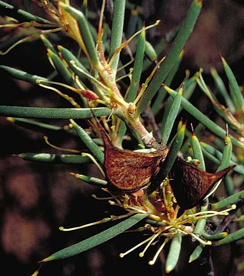 Chapman hakea