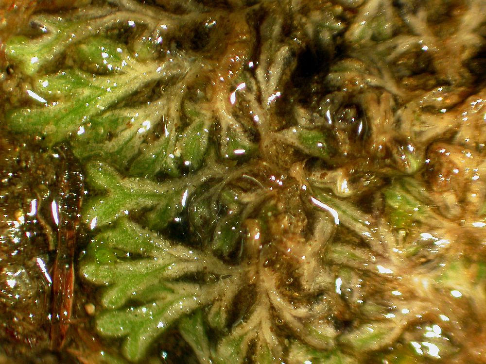 Riccia mason's liverwort